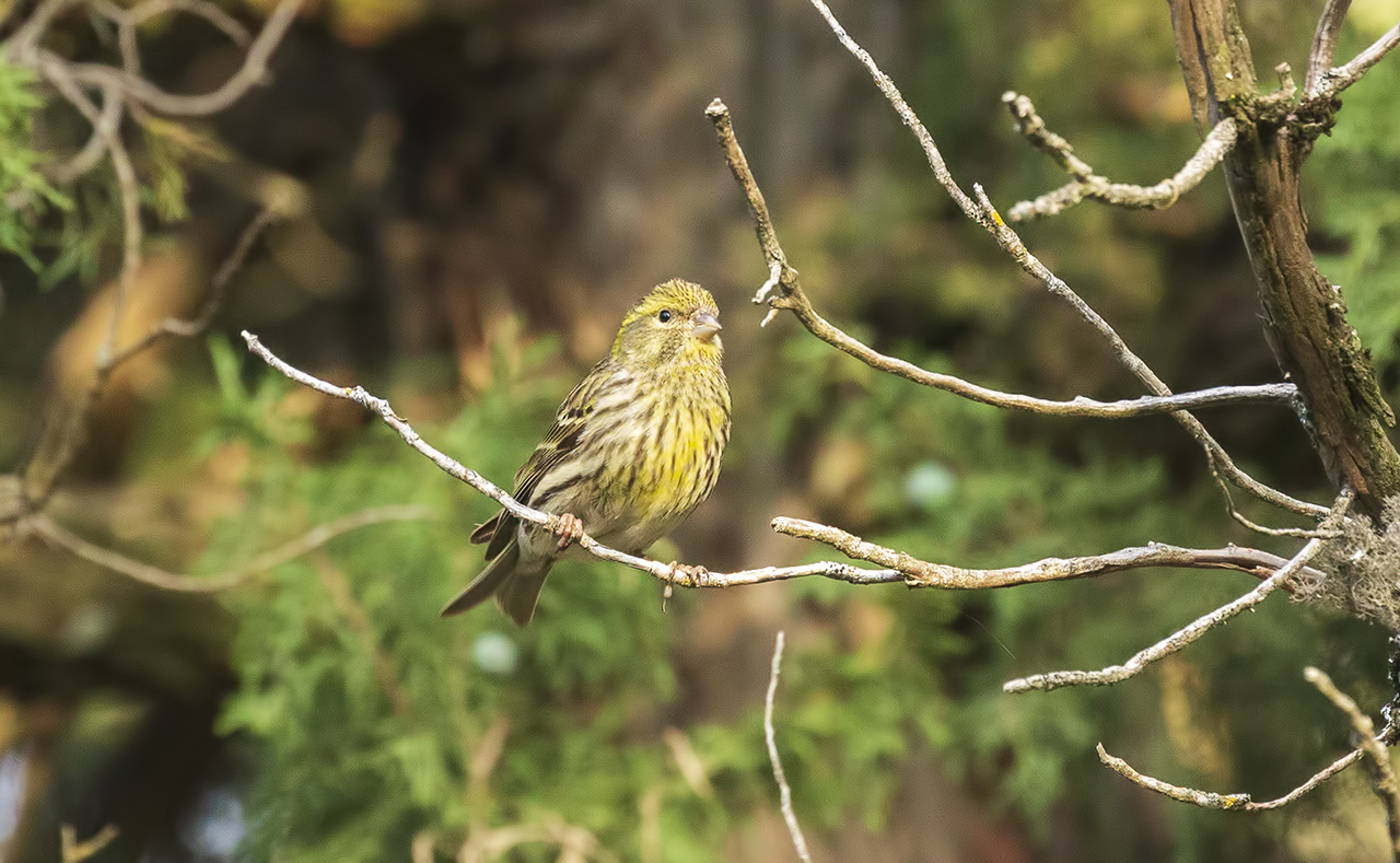 European Serin — Ana fotoğraf